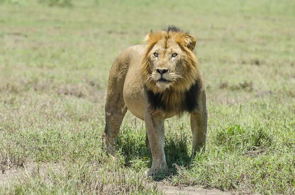 Top 10 Savannah Animals in African Grasslands