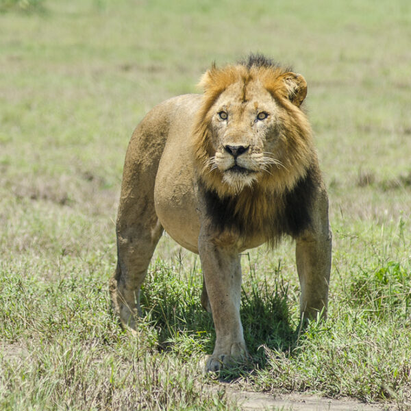 Airstrips in Maasai Mara: The Complete Guide to Flying
