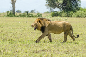Barbary Lion vs African Lion: The Shocking Truth