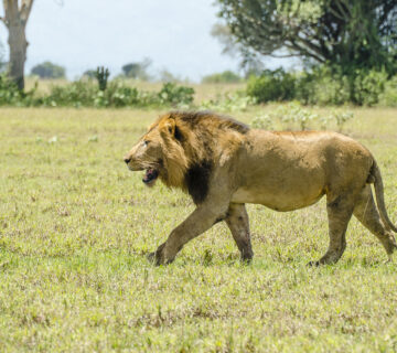 10 Fascinating Facts About the Cradle of Humankind Where Do Lions Live? Habitat, Range, and Distribution