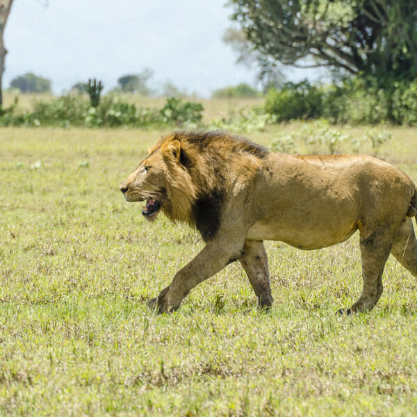 Most Popular Safaris