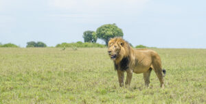 Tiger vs Lion vs Jaguar vs Leopard: Which Big Cat Would Win Tiger vs Lion vs Jaguar vs Leopard: Which Big Cat Would Win