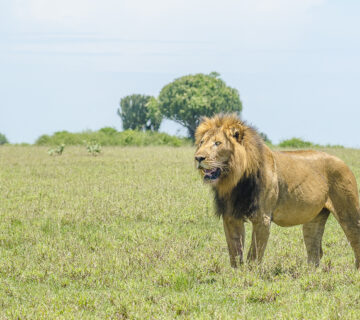 15 Jaw Dropping Facts About Lions in the Jungle