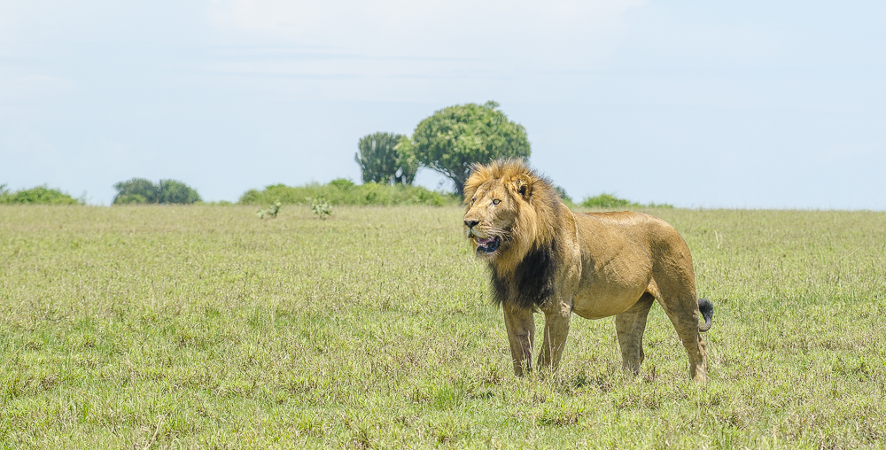 15 Jaw Dropping Facts About Lions in the Jungle