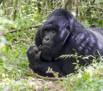 Do Mountain Gorillas Have Predators? The Answer May Surprise