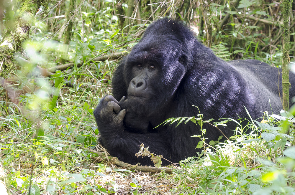 Why Gorillas Are Disappearing Faster Than You Realize Do Mountain Gorillas Have Predators? The Answer May Surprise