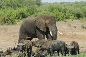 What Is a Game Drive Safari? The Ultimate Guide to Africa What Is a Game Drive Safari? The Ultimate Guide to Africa