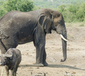 Inside Tanzania Legendary Elephant Hunting Safaris: