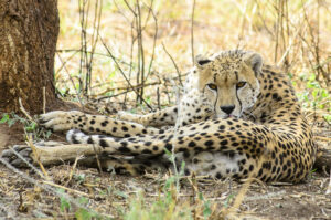 Leopard vs Cheetah vs Jaguar vs Panther: Key Differences Leopard vs Cheetah vs Jaguar vs Panther: Key Differences