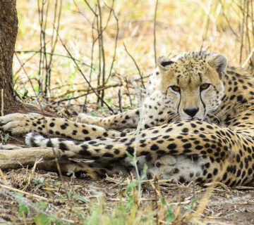 Leopard vs Cheetah vs Jaguar vs Panther: Key Differences