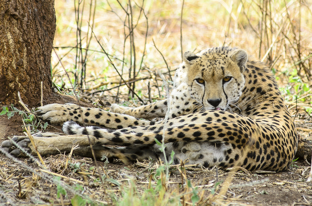 Leopard vs Cheetah vs Jaguar vs Panther: Key Differences