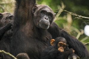 East Africa Chimpanzee Safari Packages: The Ultimate Guide
