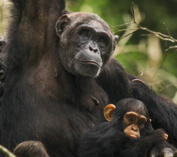 East Africa Chimpanzee Safari Packages: The Ultimate Guide