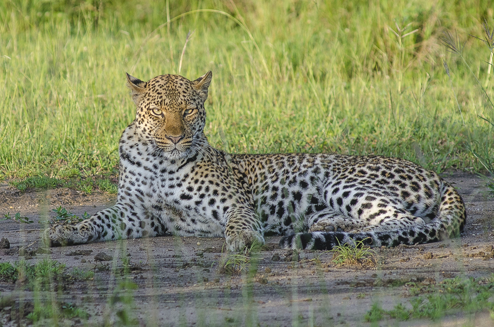 10 Key Differences Between a Leopard and a Cheetah What Is a Group of Leopards Called? Meaning, Origins,