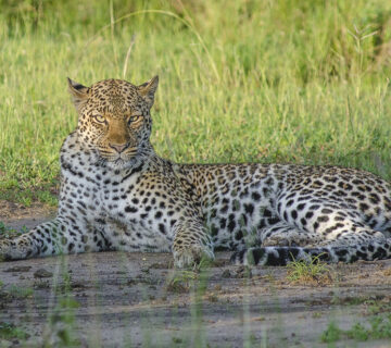 10 Key Differences Between a Leopard and a Cheetah