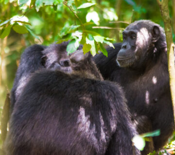 Top 30 Smartest Animals in the World: Intelligence Across