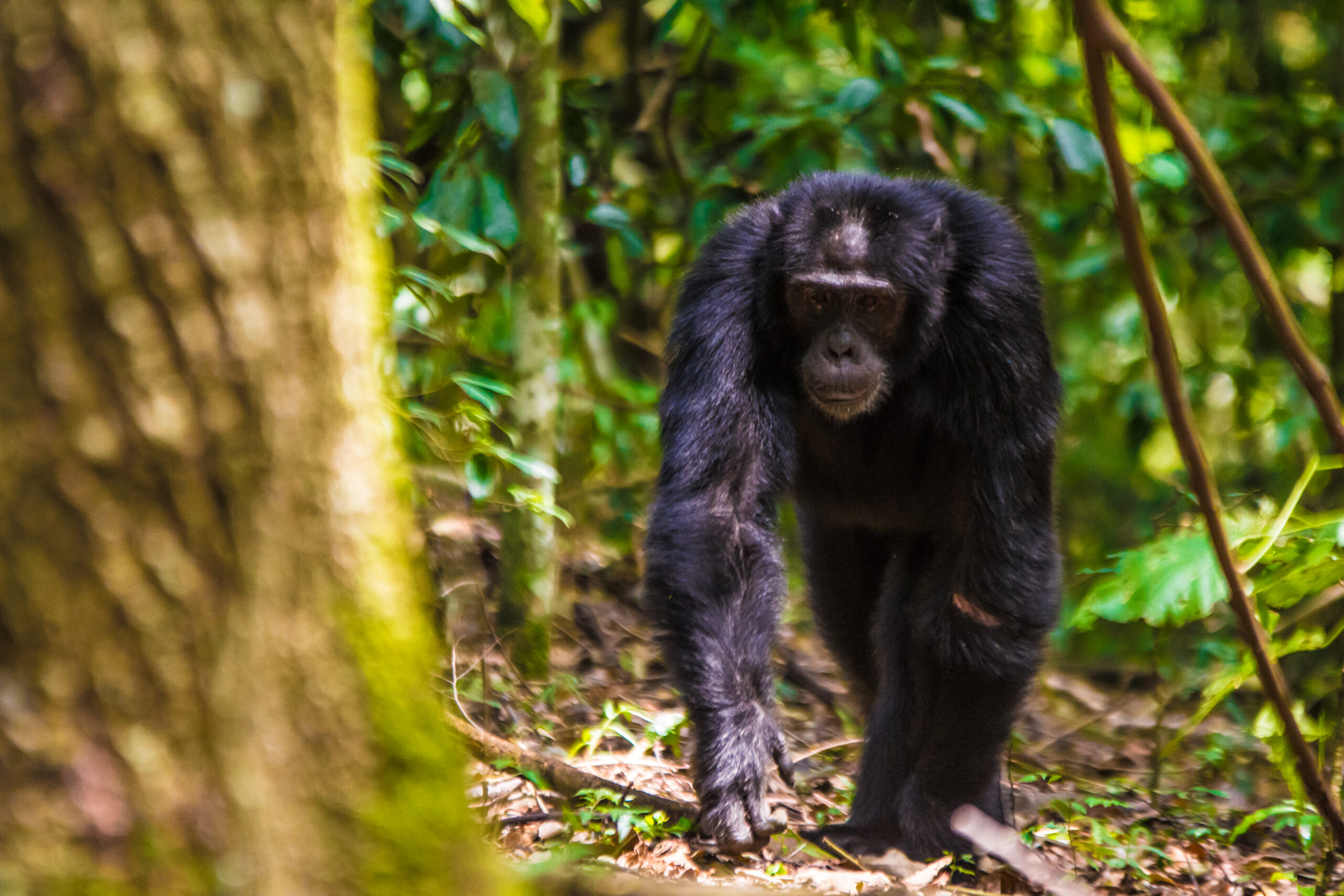 Gorilla vs Chimpanzee Strength: The Truth Most People Get Rld: Intelligence Across