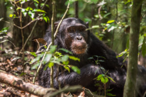 Luxury Safari Murchison Falls: The Ultimate Guide Luxury Safari Murchison Falls: The Ultimate Guide