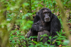 Chimpanzees in the Democratic Republic of the Congo Chimpanzees in the Democratic Republic of the Congo