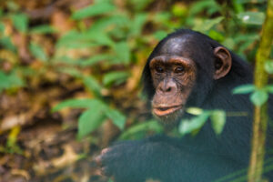 Compare Uganda Safari Packages: The Ultimate Guide Compare Uganda Safari Packages: The Ultimate Guide
