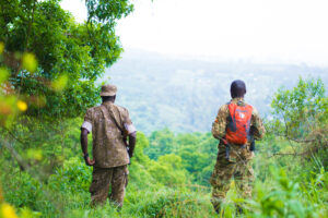 Why Gorillas Are Disappearing Faster Than You Realize Why Gorillas Are Disappearing Faster Than You Realize