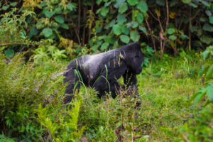 Book Bwindi Gorilla Trekking Permit: The Complete Guide