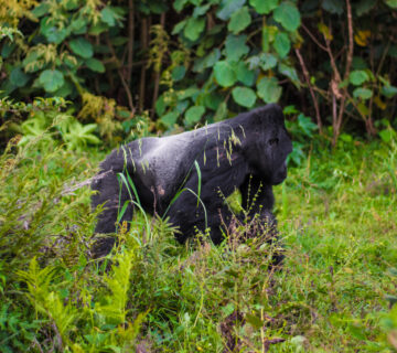Bwindi Gorilla Trekking from Kigali: The Smartest,