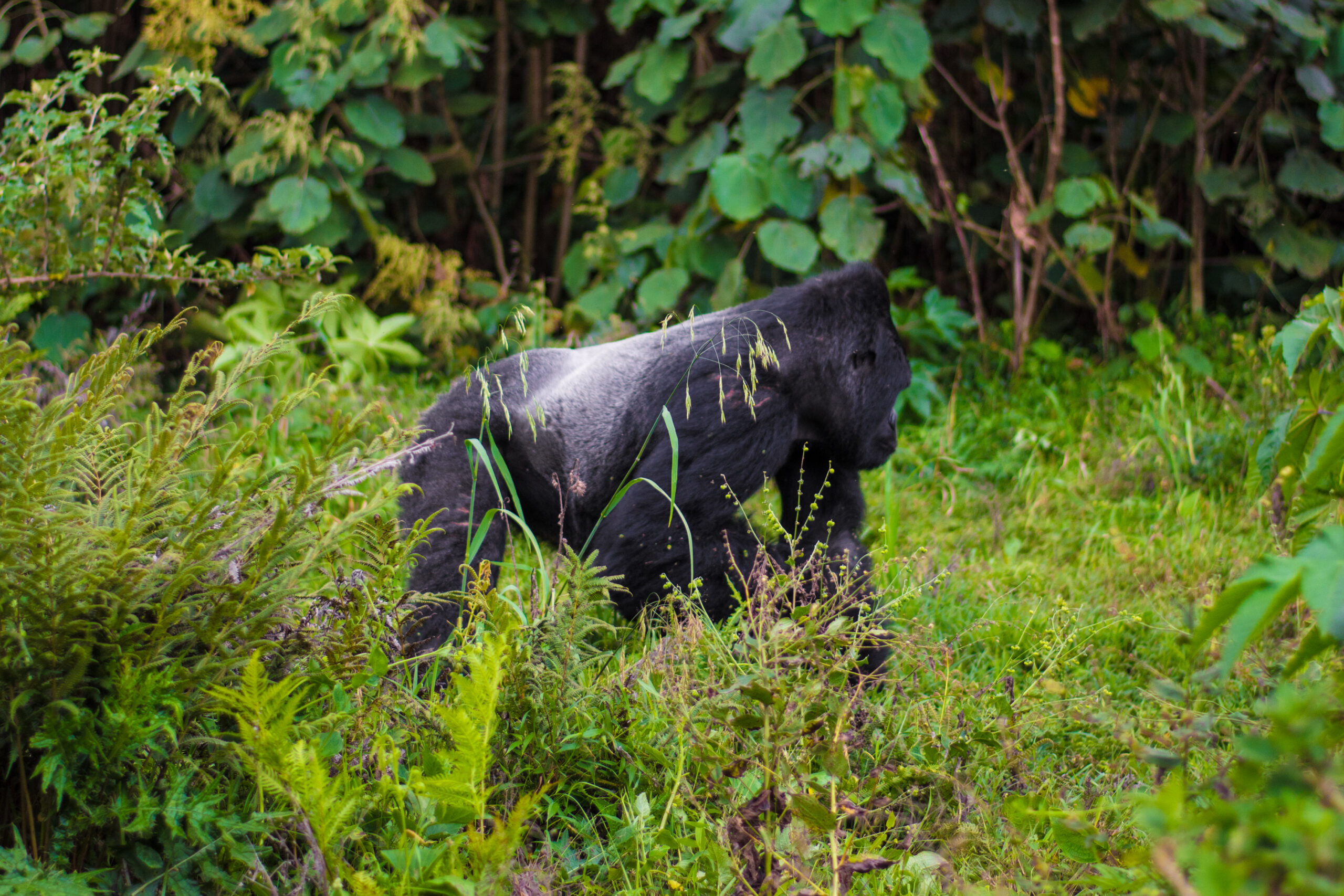 Bwindi Gorilla Trekking from Kigali: The Smartest Bwindi Gorilla Trekking from Kigali: The Smartest,