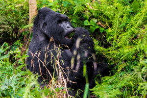 Why Gorillas Are Disappearing Faster Than You Realize Why Gorillas Are Disappearing Faster Than You Realize