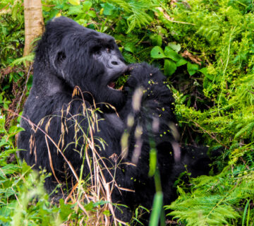 Plan a 10 Day Luxury East African Safari: The Ultimate High