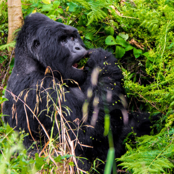 Uganda Mountain Gorillas: The Once-in-a-Lifetime Experience
