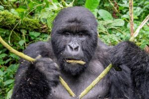 Why Gorillas Are Disappearing Faster Than You Realize Why Gorillas Are Disappearing Faster Than You Realize