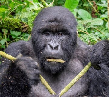 Gorilla and Chimpanzee Safari Uganda: The Ultimate