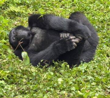Uganda Mountain Gorillas: The Once in a Lifetime Experience