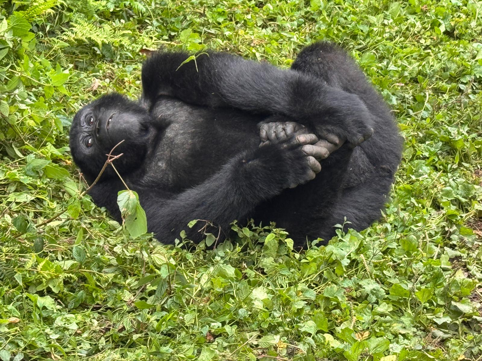 Uganda Mountain Gorillas: The Once in a Lifetime Experience