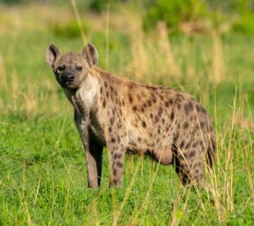Top 10 Savannah Animals in African Grasslands