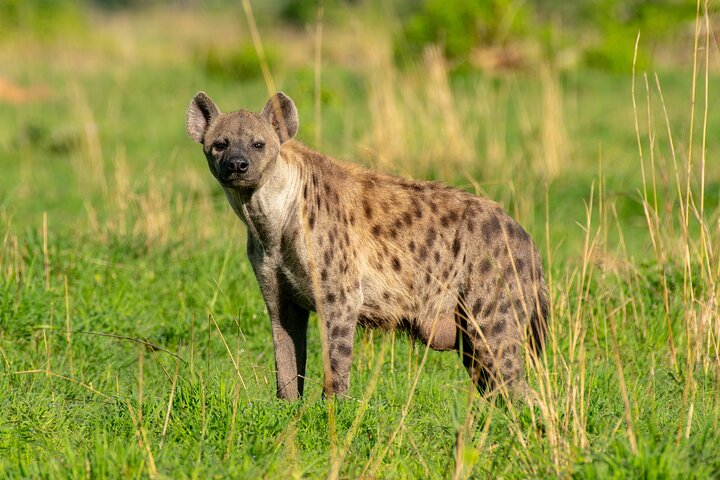 Do Hyenas Eat Lions? Here Is What Really Happens in the Wild Top 10 Savannah Animals in African Grasslands
