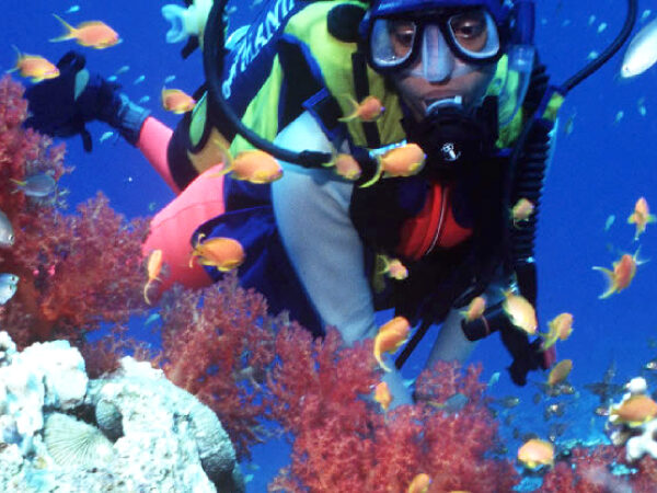 Kisite Mpunguti Activities: The Ultimate Guide to Kenya