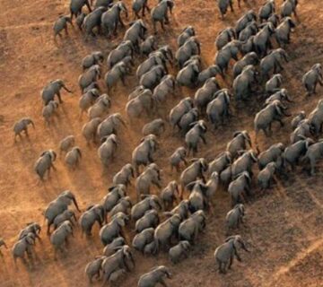 How Do Animals Communicate? Types, Examples & Facts 
