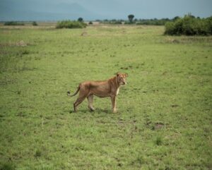 Where Do Lions Live? Habitat, Range, and Distribution