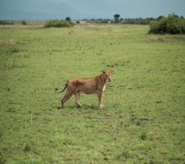 Struggles of a Lioness Raising Cubs