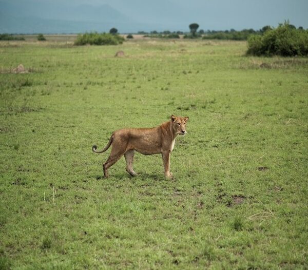 Lion and leopard tracking