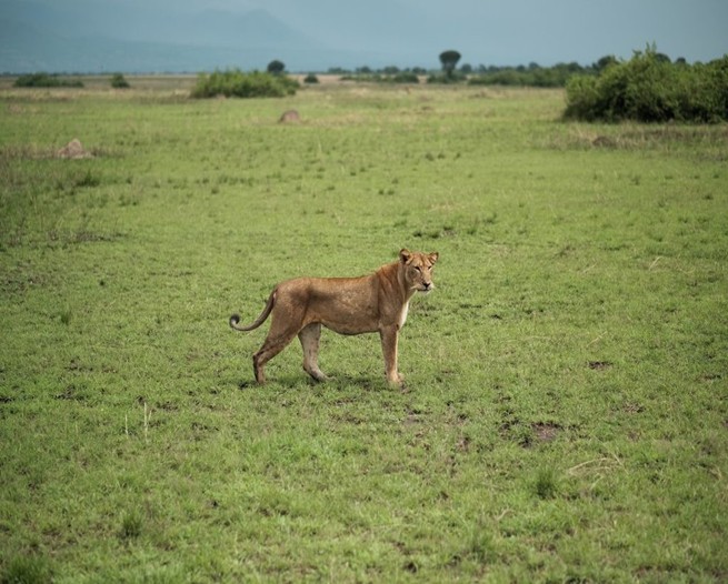 Lion and Leopard Tracking Struggles of a Lioness Raising Cubs