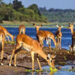 10 Things Nobody Tells You About Safari in Africa