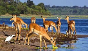 Game Reserves in South Sudan: A Comprehensive Guide Game Reserves in South Sudan: A Comprehensive Guide