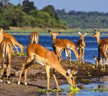 10 Things Nobody Tells You About Safari in Africa