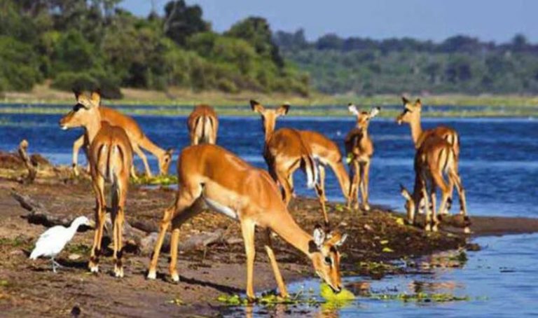 10 Things Nobody Tells You About Safari in Africa 10 Things Nobody Tells You About Safari in Africa