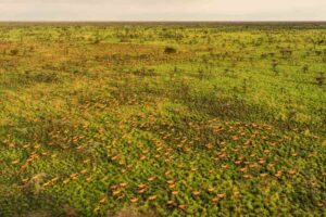 Why the Great Nile Migration of South Sudan Should Be on