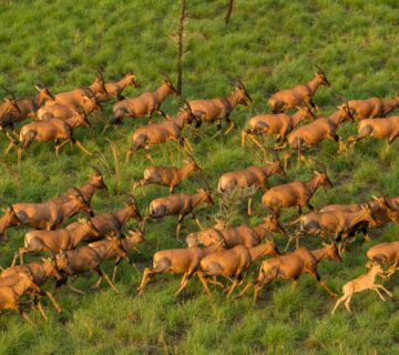 The Complete Prey Animals List: Mammals South Sudan Travel Guide 2026: Top Attractions You Need
