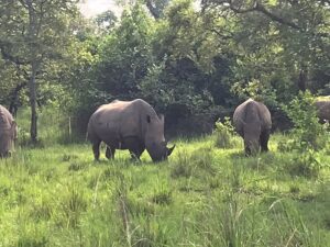 10 African Safari Experiences Worth Flying Across 10 African Safari Experiences Worth Flying Across